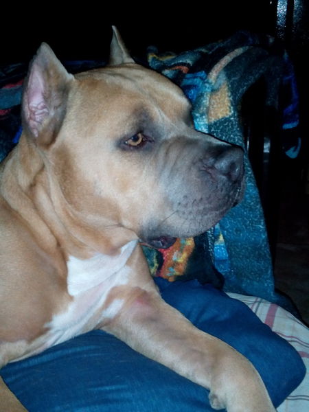 jackyl bear