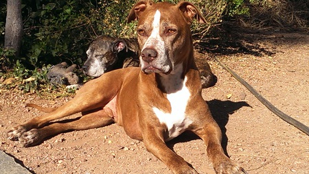 OTIS PAIN BAKKER