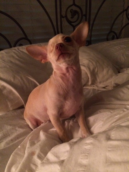 Pippah