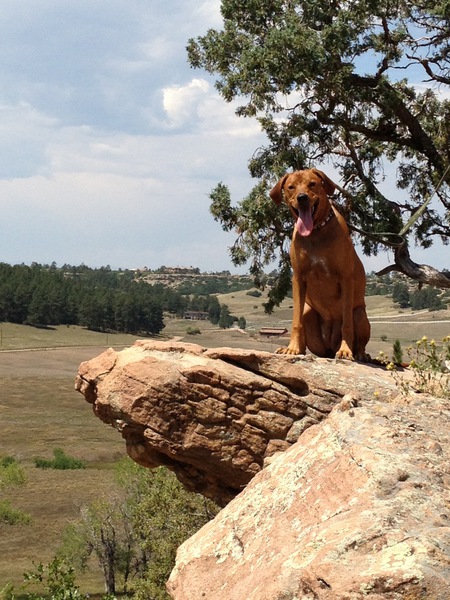 Sadie