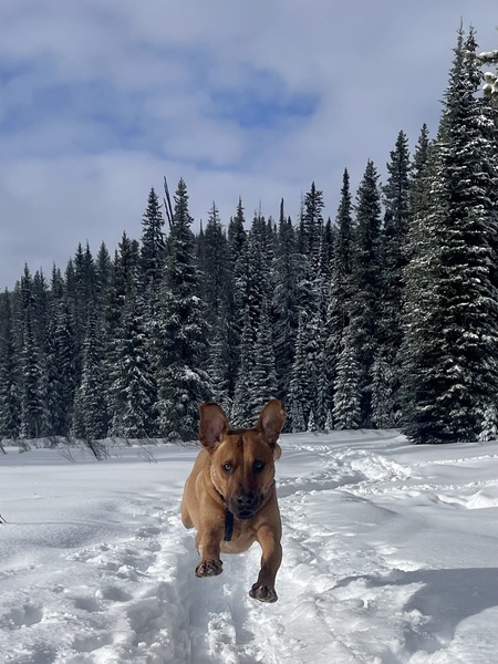 Beau