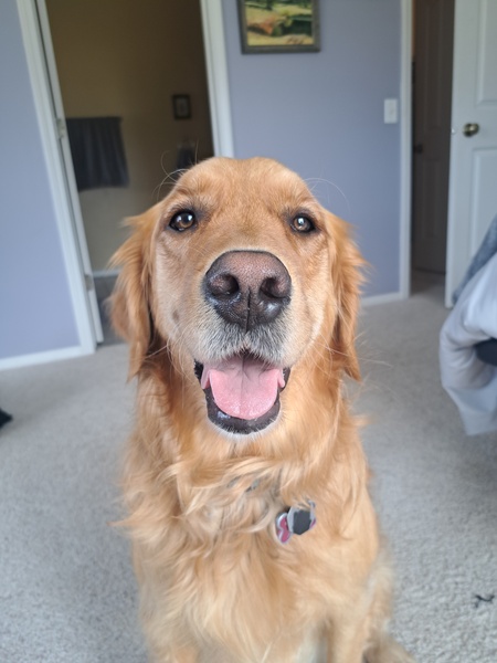 SADIE