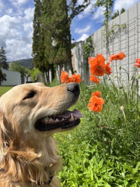 Poppy