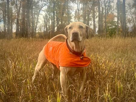 Ruger