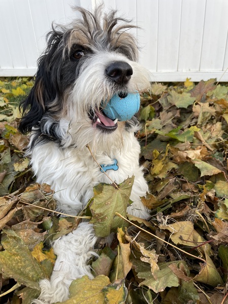 Murphy 