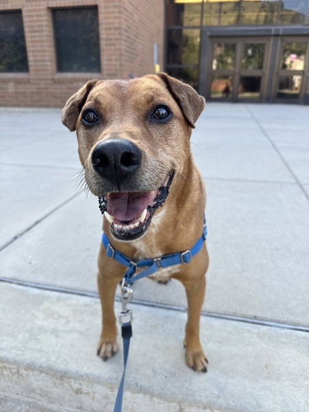 Entry image for Milo. Clicking this image will show a larger photo