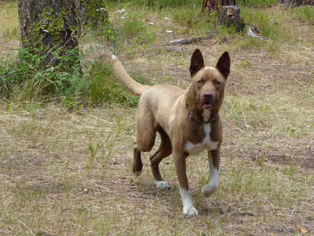 Chaco