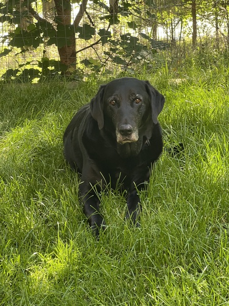 Onyx