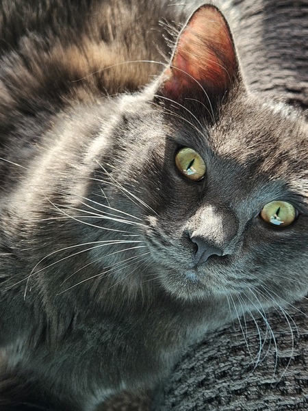 Odin