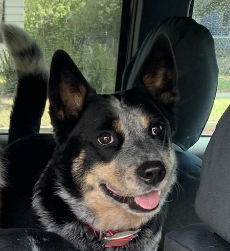 Biscuit