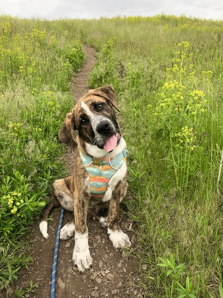 Finley