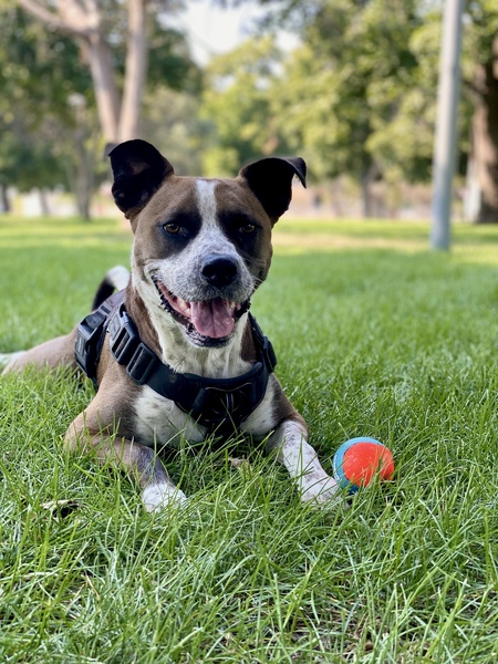 Lulu