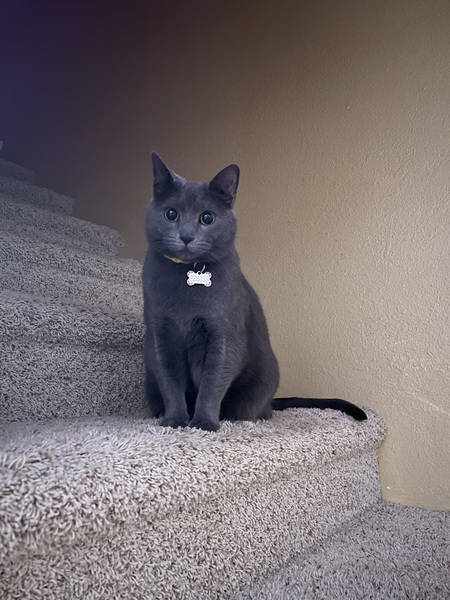 Phoebe