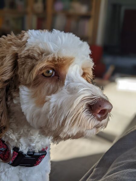 Bingley