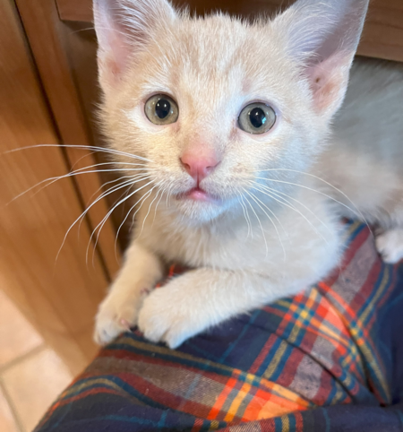 Sam