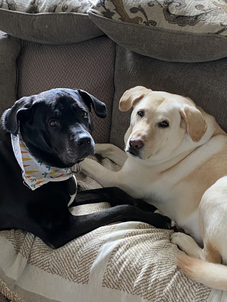Ophelia & Dusty