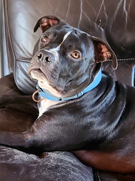 Guy Dozer