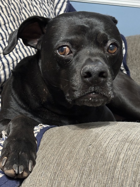 Pugster