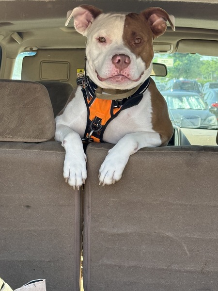 Mojo