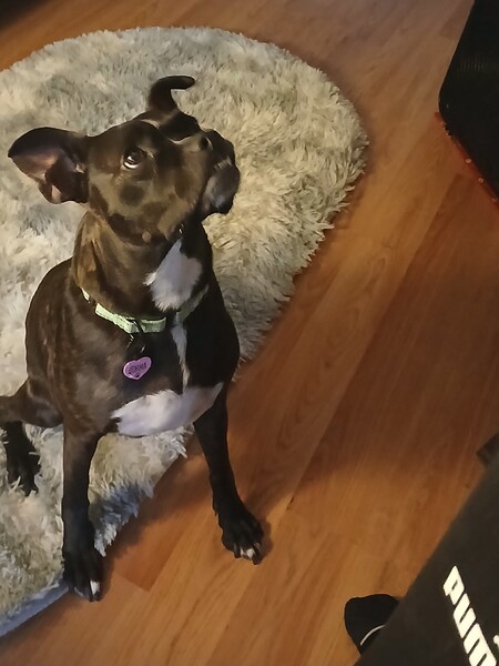 Gemma