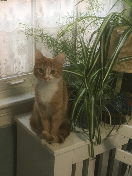 Juliette