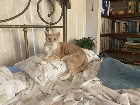 Kitty Boy