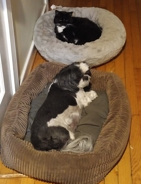 Raji (dog) and Angel (cat)