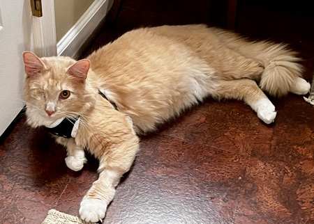 Finn
