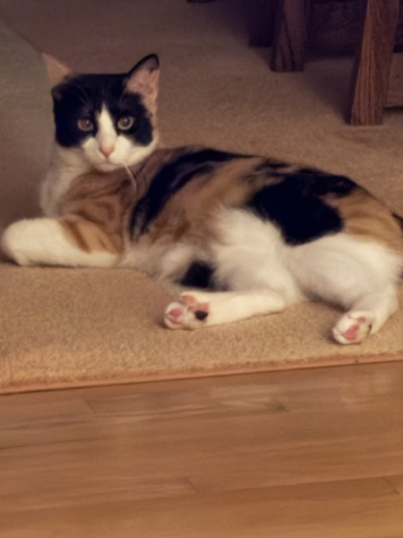 Callie