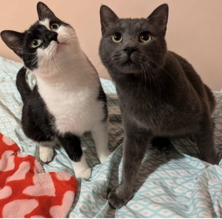 Cody and Dusty