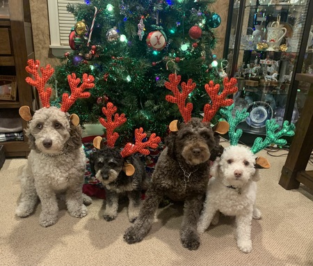 Bella, Riley, Stella & Forrest 