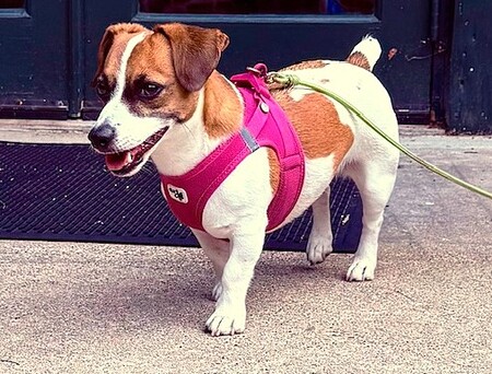 Penelope
