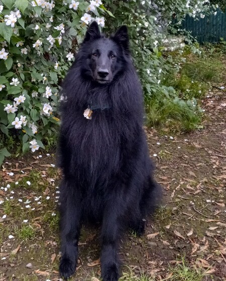 Robbie (aka Chancery's Tahari)