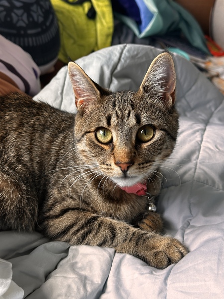 Willow 