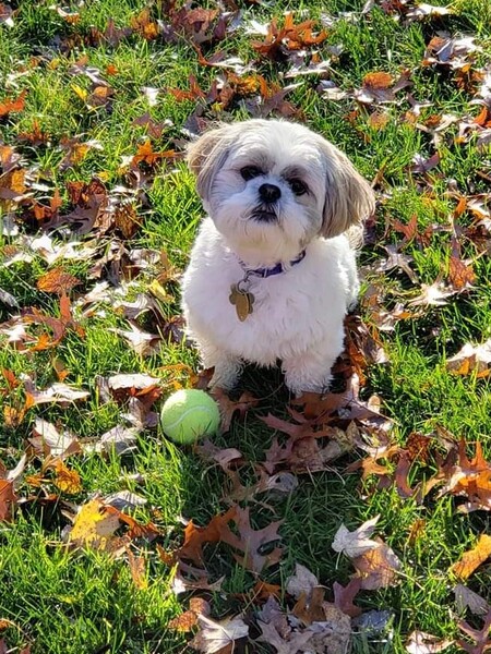 Sparky