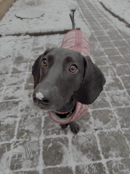 Lola