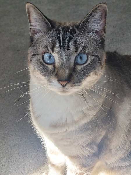 CeCe