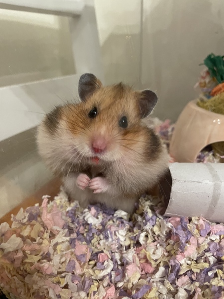 Cinnamon