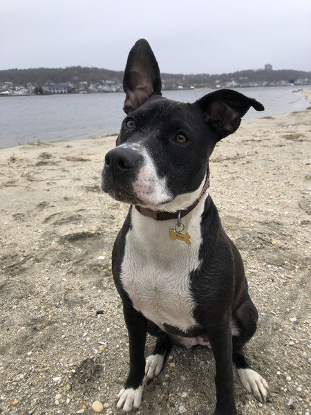 Millie 