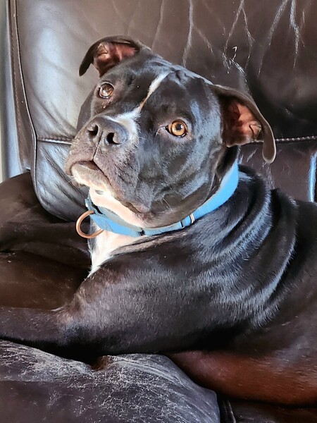 Guy Dozer
