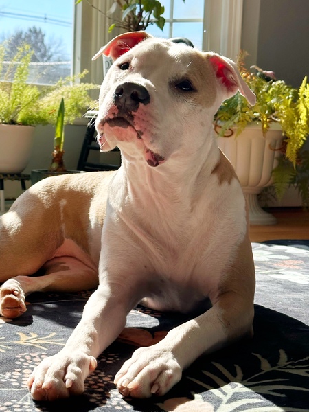 Mr. Benjamin Boop