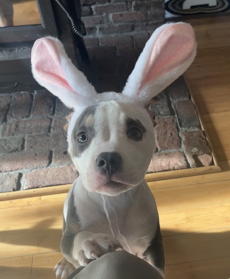 Koda