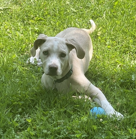 Beauregard