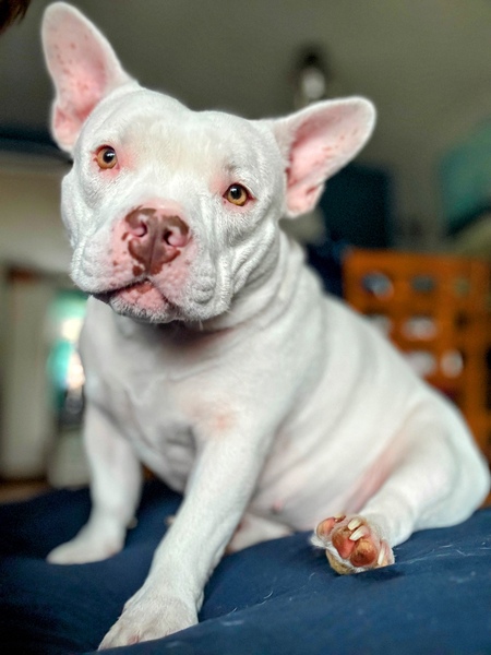 Tessie