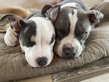 Riley & Koda