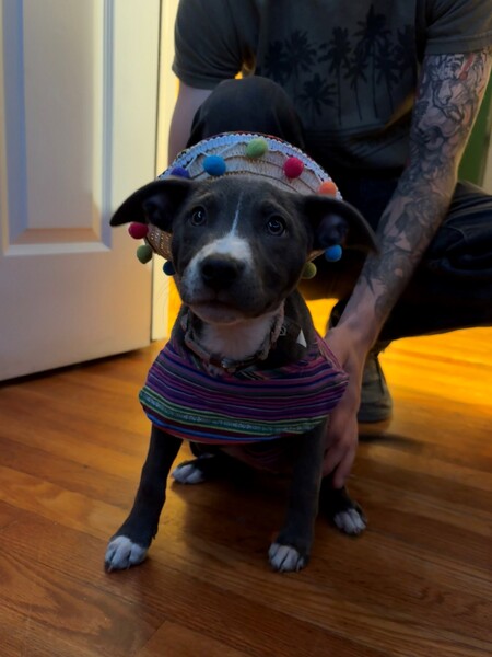 Paloma