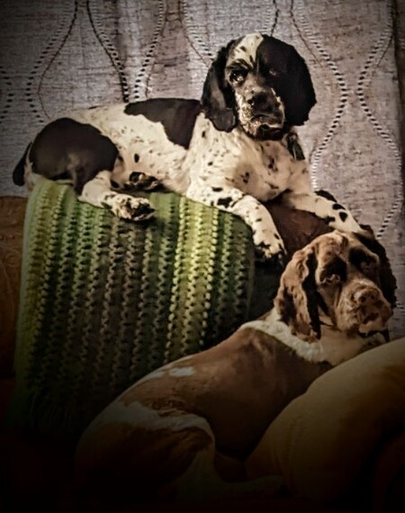 Bentley and Oliver 