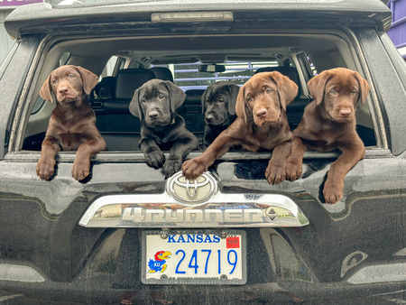 The country gang - Wayland, Willie, Dollie, Hank & Johnny