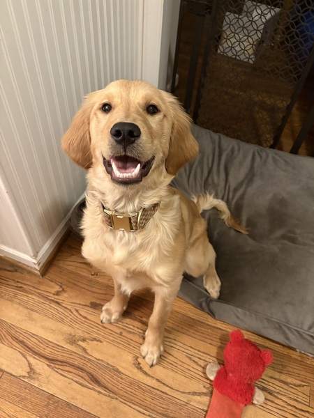 Archie