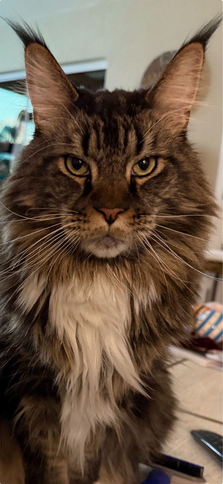 Ziggy